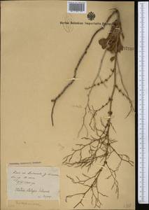 Limonium otolepis (Schrenk) Kuntze, Middle Asia, Syr-Darian deserts & Kyzylkum (M7) (Tajikistan)