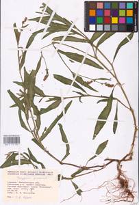 Persicaria maculosa Gray, Eastern Europe, West Ukrainian region (E13) (Ukraine)