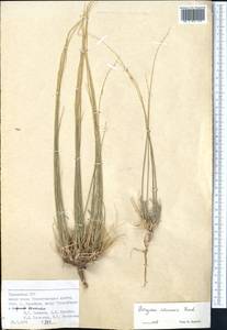 Astragalus intarrensis Franch., Middle Asia, Pamir & Pamiro-Alai (M2) (Tajikistan)