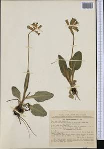 Primula veris var. canescens (Opiz) Borbás, Western Europe (EUR) (Romania)