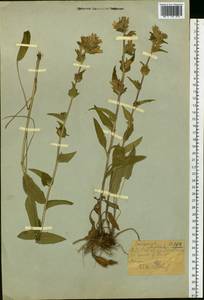 Campanula glomerata L., Siberia, Western (Kazakhstan) Altai Mountains (S2a) (Kazakhstan)