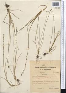 Triglochin palustris L., Middle Asia, Northern & Central Kazakhstan (M10) (Kazakhstan)