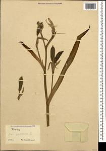 Iris germanica L., Caucasus (no precise locality) (K0)