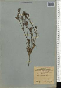 Silene conica subsp. conica, Caucasus, Azerbaijan (K6) (Azerbaijan)