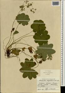 Alchemilla conglobata H. Lindb., Eastern Europe, Central region (E4) (Russia)