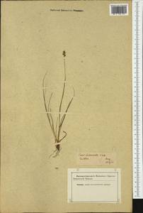 Carex heleonastes Ehrh. ex L.f., Western Europe (EUR) (Not classified)