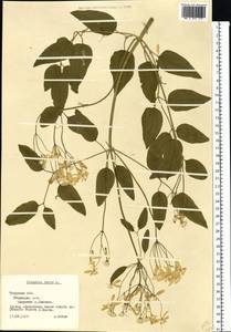 Clematis recta L., Eastern Europe, North-Western region (E2) (Russia)