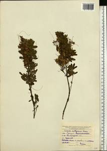 Cuscuta epithymum (L.) L., Eastern Europe, Central forest-and-steppe region (E6) (Russia)