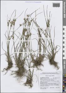 Juncus tenuis Willd., Western Europe (EUR) (Spain)