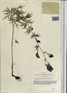 Aconitum volubile Pall., Siberia, Altai & Sayany Mountains (S2) (Russia)