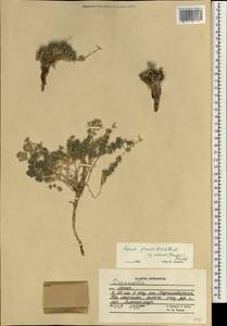 Asperula glomerata (M.Bieb.) Griseb., South Asia, South Asia (Asia outside ex-Soviet states and Mongolia) (ASIA) (Afghanistan)