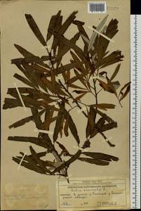 Salix schwerinii E. L. Wolf, Siberia, Chukotka & Kamchatka (S7) (Russia)
