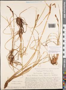 Carex aquatilis Wahlenb., Siberia, Yakutia (S5) (Russia)