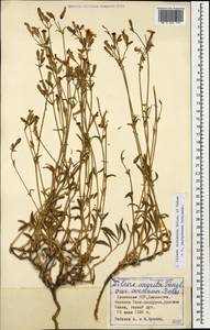 Silene sisianica Boiss. & Buhse, Caucasus, Armenia (K5) (Armenia)