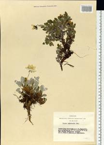 Dryas octopetala subsp. oxyodonta (Juz.) Hultén, Siberia, Altai & Sayany Mountains (S2) (Russia)