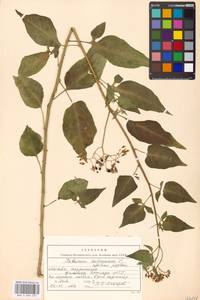 Solanum dulcamara L., Eastern Europe, Moscow region (E4a) (Russia)