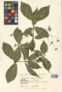 Euonymus macropterus Rupr., Siberia, Russian Far East (S6) (Russia)