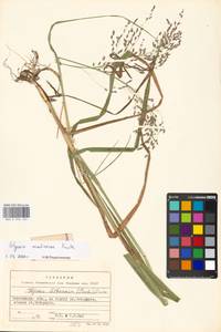 Glyceria arundinacea Kunth, Eastern Europe, Eastern region (E10) (Russia)