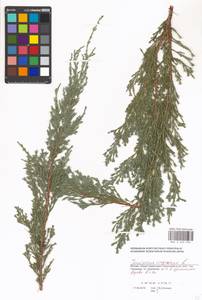 Juniperus virginiana L., Eastern Europe, Moscow region (E4a) (Russia)