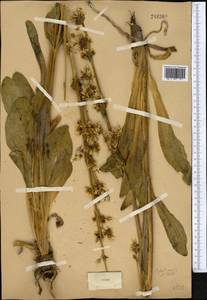 Swertia lactea A. Bunge, Middle Asia, Western Tian Shan & Karatau (M3)