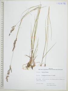 Calamagrostis tenuissima Charit., Siberia, Russian Far East (S6) (Russia)