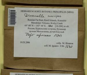 Dicranella curvipes (Lindb.) Ignatov, Bryophytes, Bryophytes - Russian Far East (excl. Chukotka & Kamchatka) (B20) (Russia)
