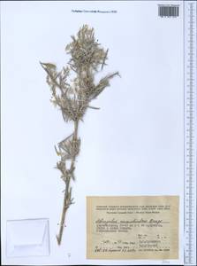 Astragalus ammodendron Bunge, Middle Asia, Syr-Darian deserts & Kyzylkum (M7) (Uzbekistan)