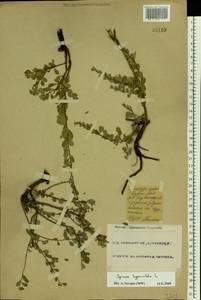 Spiraea hypericifolia L., Eastern Europe, Eastern region (E10) (Russia)