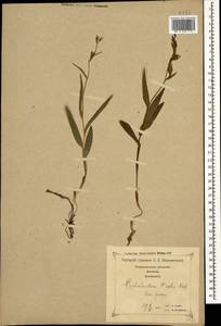 Cephalanthera rubra (L.) Rich., Caucasus, Georgia (K4) (Georgia)