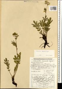 Potentilla tanacetifolia Willd. ex D. F. K. Schltdl., Mongolia (MONG) (Mongolia)