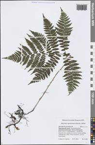 Athyrium spinulosum (Maxim.) Milde, Siberia, Russian Far East (S6) (Russia)