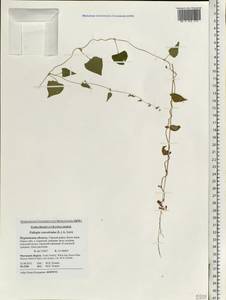 Fallopia convolvulus (L.) Á. Löve, Eastern Europe, Northern region (E1) (Russia)