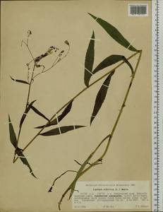 Lactuca sibirica (L.) Maxim., Siberia, Russian Far East (S6) (Russia)