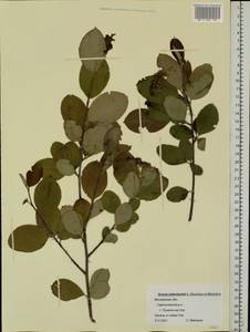 Sorbaronia ×arsenii (Britton & Arsène) G. N. Jones, Eastern Europe, Moscow region (E4a) (Russia)