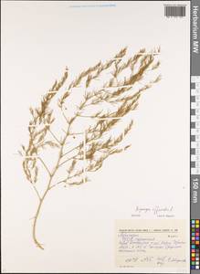 Asparagus officinalis L., Eastern Europe, South Ukrainian region (E12) (Ukraine)