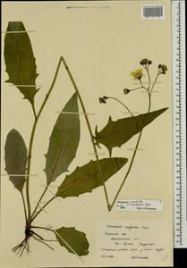 Hieracium lachenalii subsp. deductum (Sudre) Greuter, Eastern Europe, Central region (E4) (Russia)