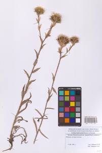 Carlina biebersteinii Bernh. ex Hornem., Eastern Europe, Moscow region (E4a) (Russia)