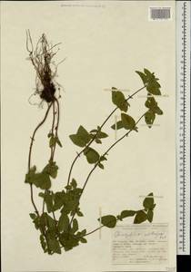 Clinopodium umbrosum (M.Bieb.) K.Koch, Caucasus, Turkish Caucasus (NE Turkey) (K7) (Turkey)
