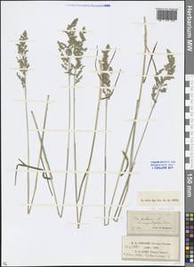 Poa angustifolia L., Caucasus, Stavropol Krai, Karachay-Cherkessia & Kabardino-Balkaria (K1b) (Russia)