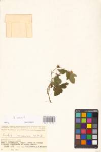Rubus caesius L., Eastern Europe, Lower Volga region (E9) (Russia)
