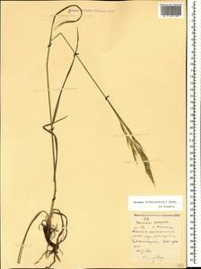 Bromus biebersteinii Roem. & Schult., Caucasus, Stavropol Krai, Karachay-Cherkessia & Kabardino-Balkaria (K1b) (Russia)