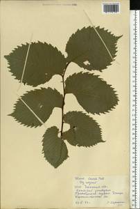 Ulmus laevis Pall., Eastern Europe, South Ukrainian region (E12) (Ukraine)