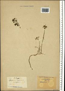 Apium graveolens L., Caucasus, Krasnodar Krai & Adygea (K1a) (Russia)