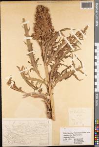 Pedicularis olgae Regel, Middle Asia, Pamir & Pamiro-Alai (M2) (Uzbekistan)