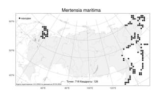 Mertensia maritima (L.) Gray, Atlas of the Russian Flora (FLORUS) (Russia)