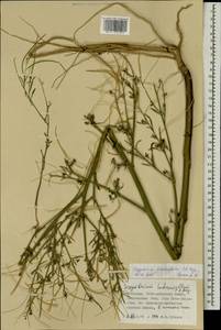 Sisymbrium brassiciforme C. A. Mey., Mongolia (MONG) (Mongolia)