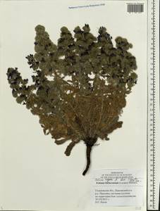 Echium italicum subsp. biebersteinii (Lacaita) Greuter & Burdet, Eastern Europe, Middle Volga region (E8) (Russia)