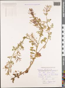 Nasturtium officinale W. T. Aiton, Caucasus, Black Sea Shore (from Novorossiysk to Adler) (K3) (Russia)