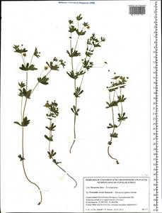 Potentilla erecta (L.) Raeusch., Eastern Europe, Belarus (E3a) (Belarus)