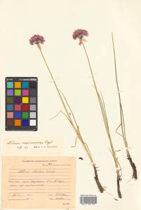 Allium maximowiczii Regel, Siberia, Russian Far East (S6) (Russia)